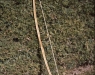 Arco de tejo con cuerda de tendón.