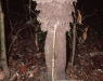 Termitero en selva.