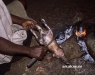 Cocinando al fuego la rata de selva